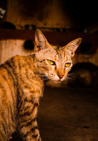 Close-up portrait of a cat