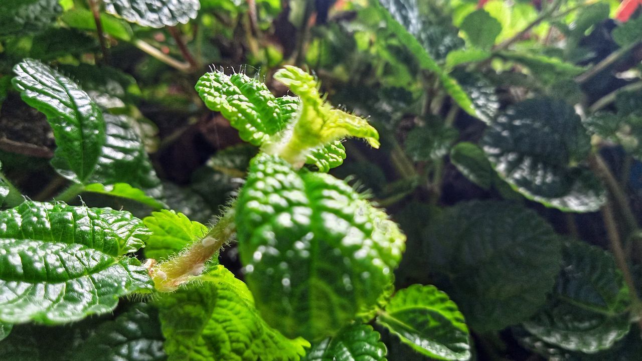 HIGH ANGLE VIEW OF FRESH GREEN LEAVES