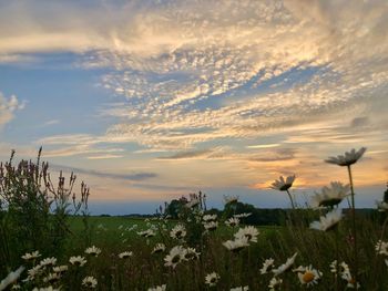 Scenic view of flowering plants on field against sky during sunset
