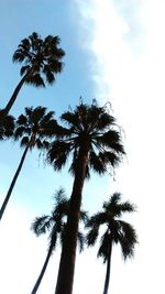 Low angle view of palm trees