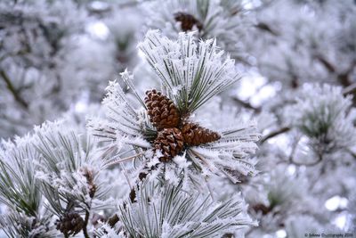 Close-up of snow on plant