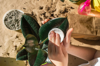 Wash ficus leaves. replant indoor plants. maintaining the required humidity level