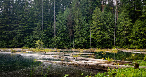 Fallen trees in a lake 