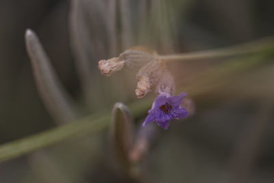 Close-up of purple flower