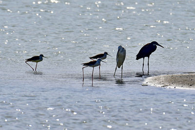 Flock of birds on beach