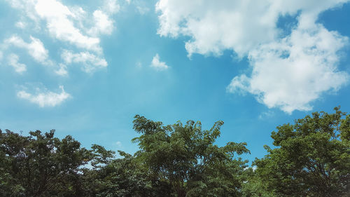 Low angle view of trees against sky