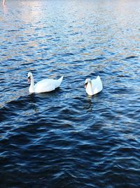 Swans swimming in lake