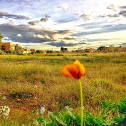View of flowering plant on field against sky