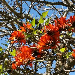 Low angle view of orange flowers blooming against sky