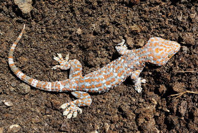 High angle view of gecko lizard on cow dung