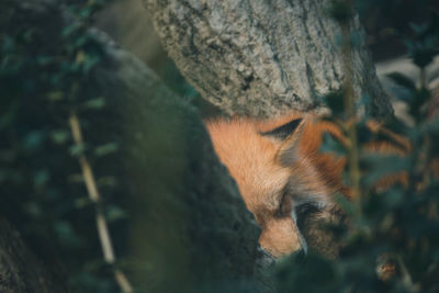 Close-up of fox on field