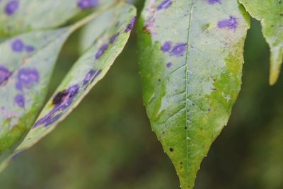 Close-up of leaves