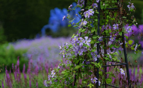 Close-up of purple flowering plants