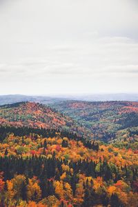 High angle view of trees on landscape against sky