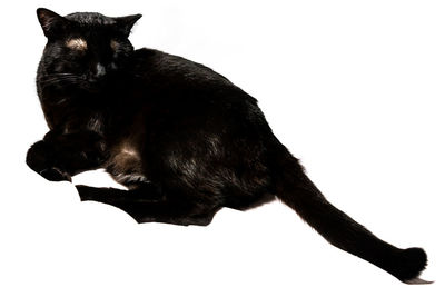 Black cat lying on white background