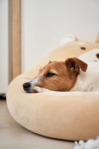 Dog sleeps in his bed