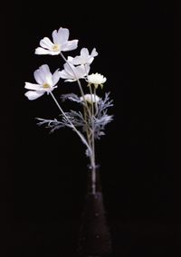 flowering plant