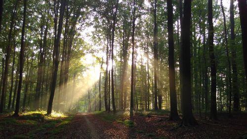 View of sunlight streaming through trees in forest