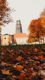 Autumn leaves on a tree