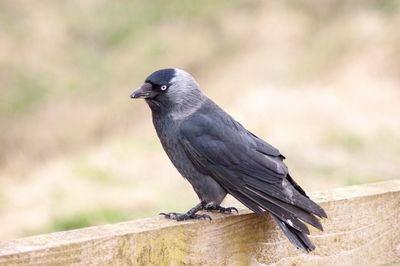 Close-up of bird perching outdoors