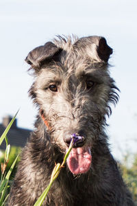 Close-up portrait of a dog