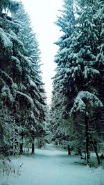 Snow covered landscape