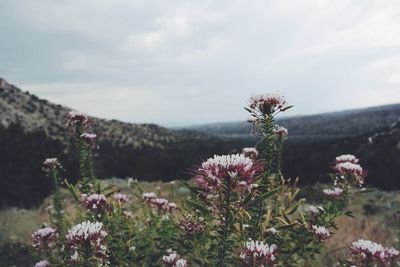 Pink flowers blooming in field