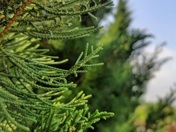 Close-up of fern leaves on tree