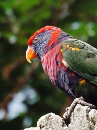 Close-up of parrot