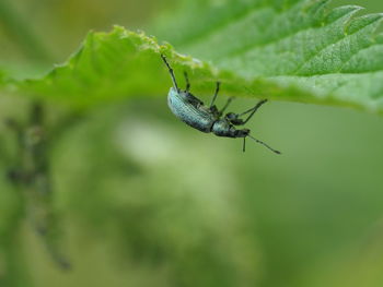 Close-up of insect on leaf