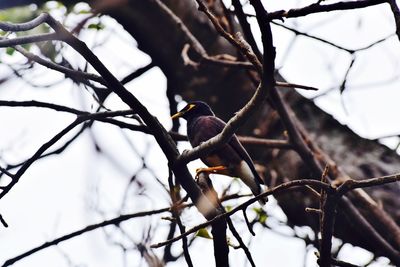 Low angle view of bird perching on tree