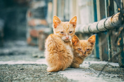 Portrait of cats kitten