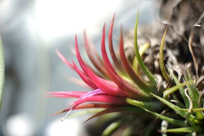 Close-up of flower