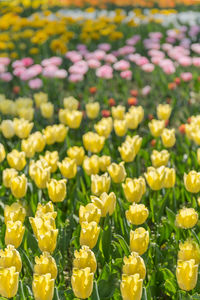 Close-up of yellow flowering plants in field