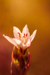 Close-up of flower blooming outdoors