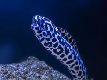 Close-up of fish swimming in sea