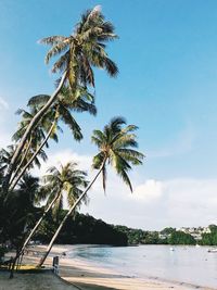 Palm trees on beach against sky