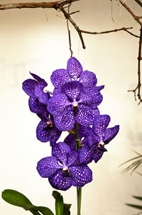 Close-up of purple flowers blooming