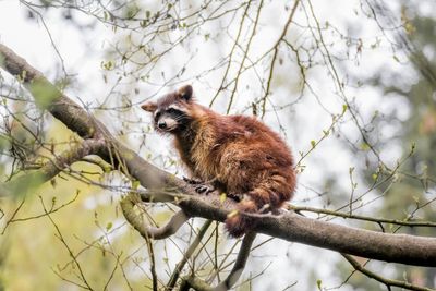 Low angle view of raccoon on tree against sky