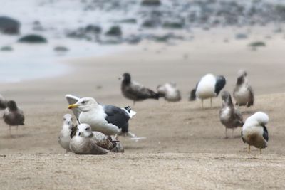 Flock of birds in water