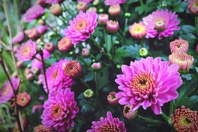 Close-up of pink flower