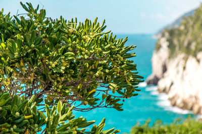 Close-up of tree against blue sky