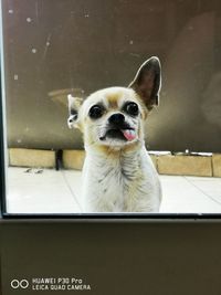 Portrait of dog looking through window