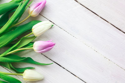 High angle view of pink tulip on table