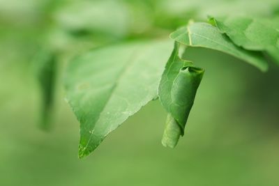 Close-up of green leaves on plant