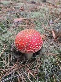 Close-up of mushroom growing on field
