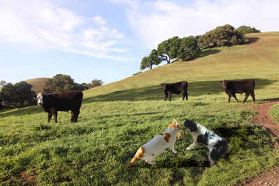 Cat and dog fighting on field with cows in background