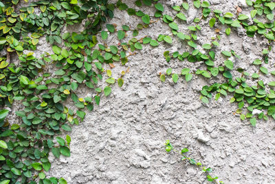 Close-up of ivy growing on tree trunk against wall