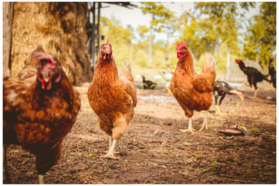 Close-up of cock walking next to tree