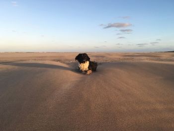 Scenic view of sandy beach